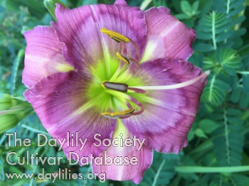 Daylily Berry Delightful